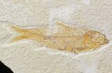 Bargain Diplomystus & Knightia Fossil Fish Plate - Wyoming #39438-2